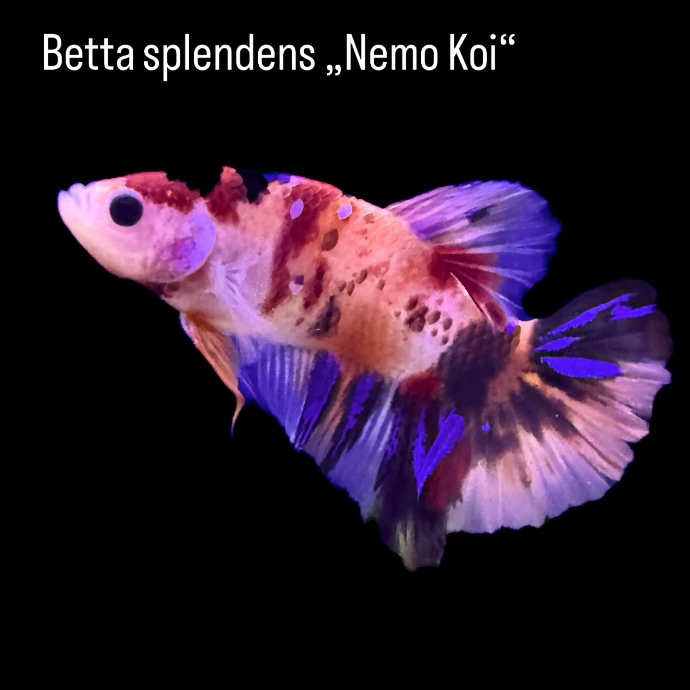 Seitliche Studioaufnahme eines bunten Betta splendens der Zuchtform Nemo Koi mit rötlichen, orangefarbenen und violetten Flecken vor schwarzem Hintergrund.