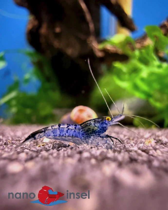 Eine intensiv blau gemusterte Neocaridina Zwerggarnele mit auffälligen gelben Augen auf feinkörnigem Aquarienkies, im Hintergrund eine Schnecke und grüne Wasserpflanzen mit dem Nano Insel Logo.