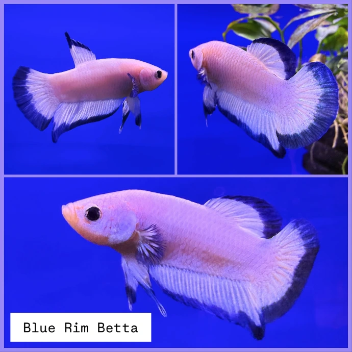 Drei verschiedene Ansichten eines seltenen, lilafarbenen Kampffisches Betta splendens im Aquarium.