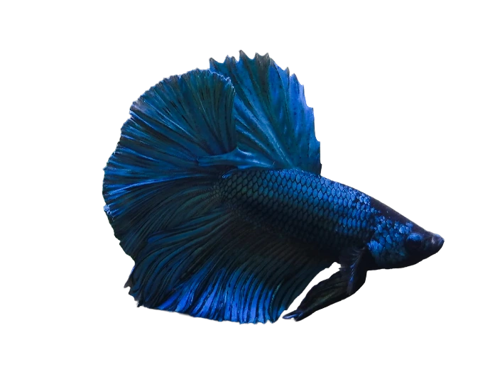 Prachtvoller blauer Kampffisch Betta splendens Männchen mit großen Flossen vor weißem Hintergrund.