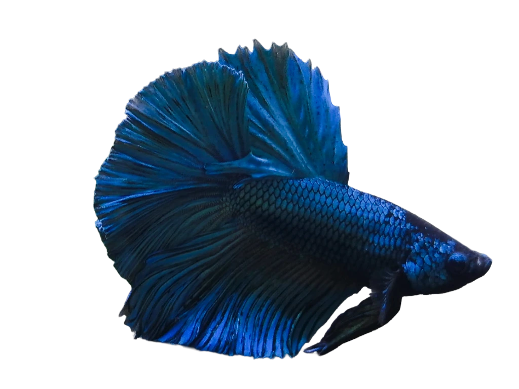 Prachtvoller blauer Kampffisch Betta splendens Männchen mit großen Flossen vor weißem Hintergrund.